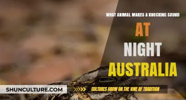 Nocturnal Knockings: Australian Nighttime Noises Explained
