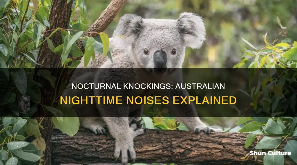what animal makes a knocking sound at night australia