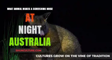 Nocturnal Screechers: Uncovering Australia's Nighttime Noises