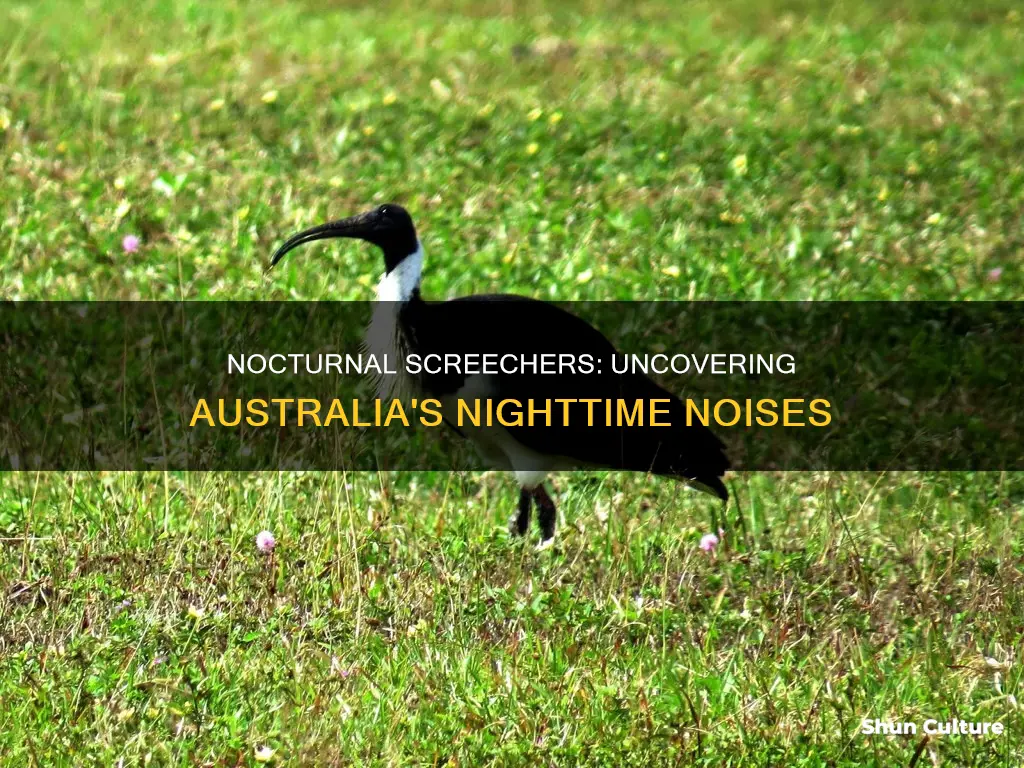 what animal makes a screeching noise at night australia