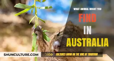 Exploring Australia's Unique Wildlife: Animals Down Under