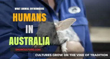 Australian Wildlife: Animals Outnumbering Humans
