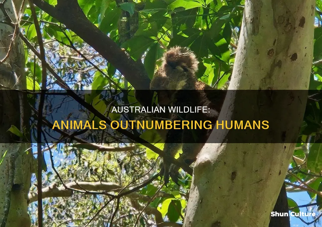 what animal outnumbers humans in australia