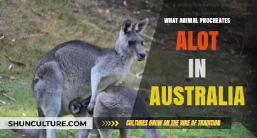 Australia's Prolific Breeders: A Wildlife Baby Boom