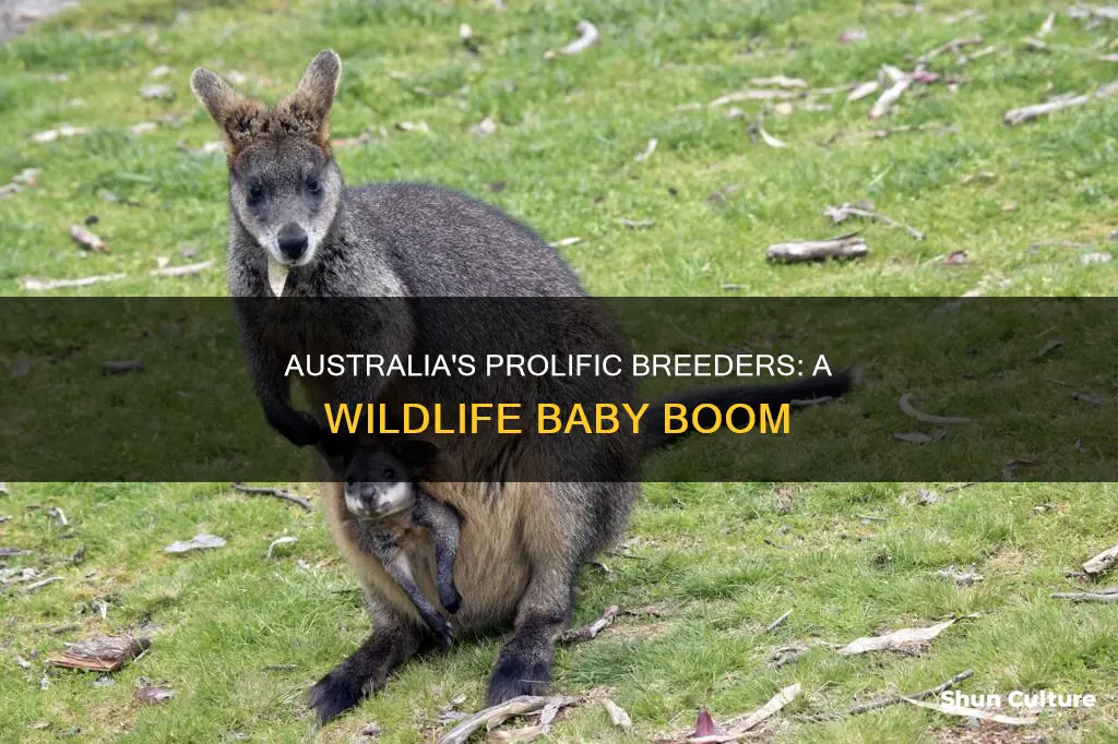 what animal procreates alot in australia