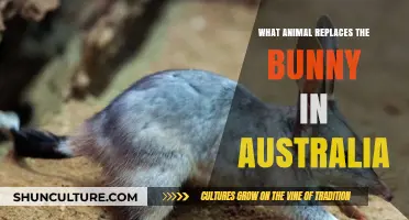 Australia's Easter Animal: Why the Bunny Had to Go
