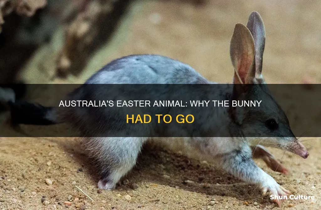 what animal replaces the bunny in australia