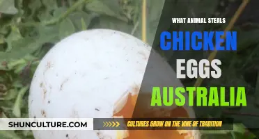Thieves in the Coop: Australia's Egg Stealers