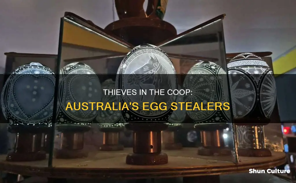 what animal steals chicken eggs australia