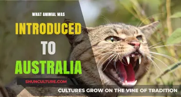 Introduced Species: Australia's Unwanted Animal Guests
