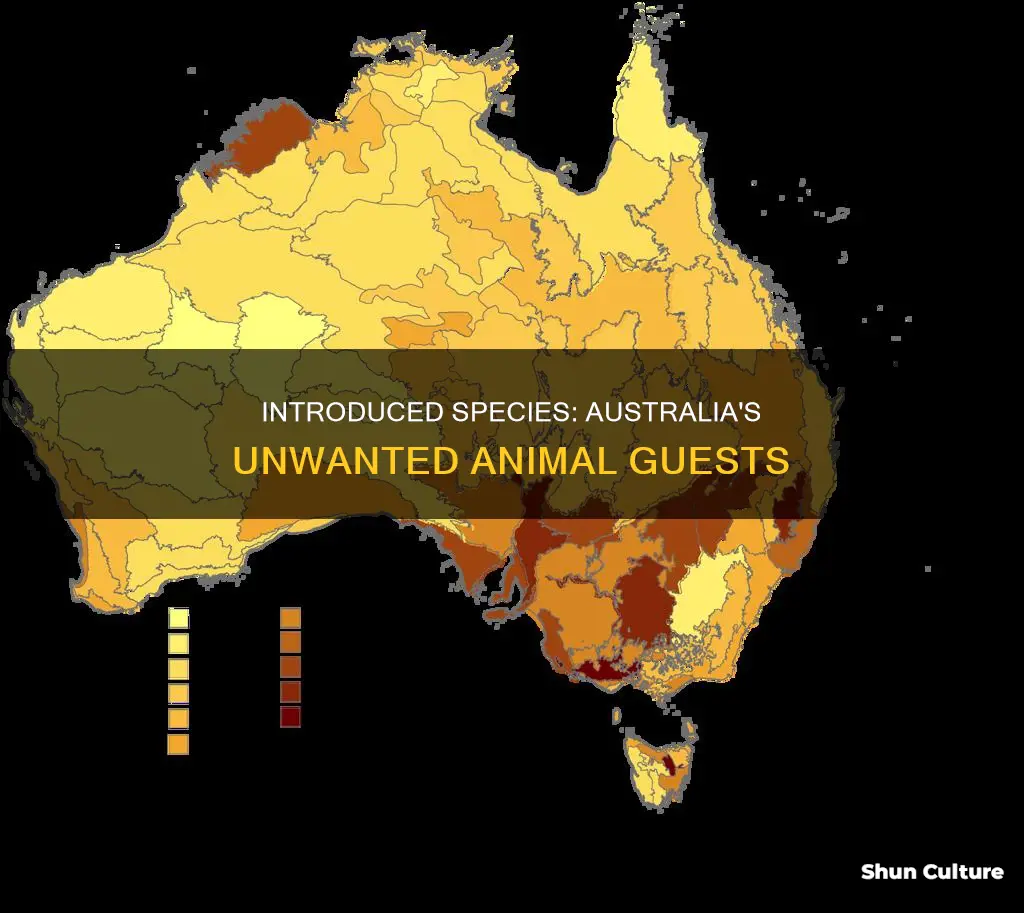 what animal was introduced to australia