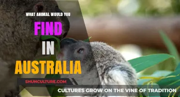 Australian Wildlife: Unique Animals Down Under