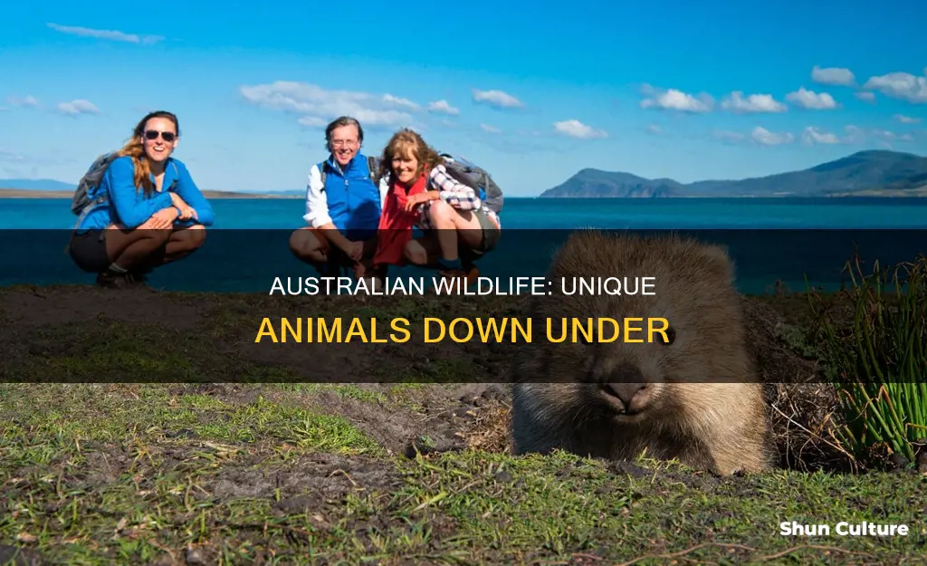 what animal would you find in australia