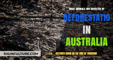 Australian Wildlife: Deforestation's Impact and Loss