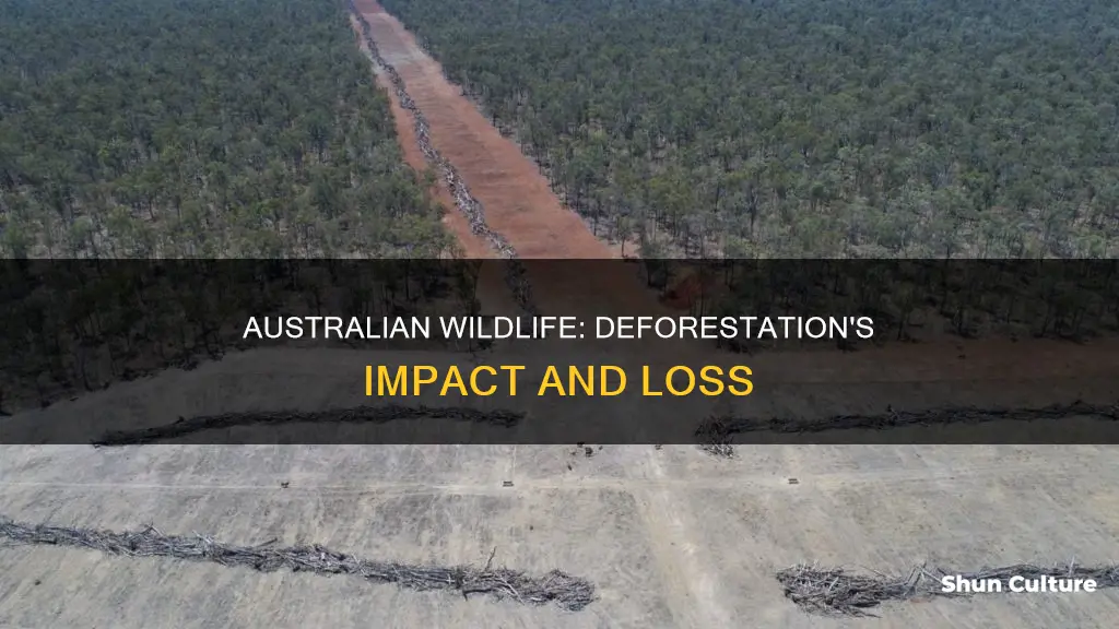 what animals are affected by deforestation in australia