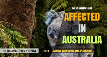 Australian Wildlife: Animals Affected by Natural Disasters