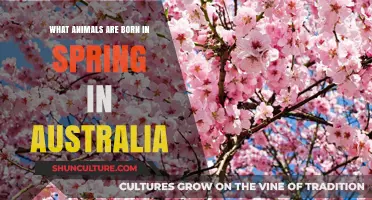 Spring Arrivals: Australia's Unique Baby Animals