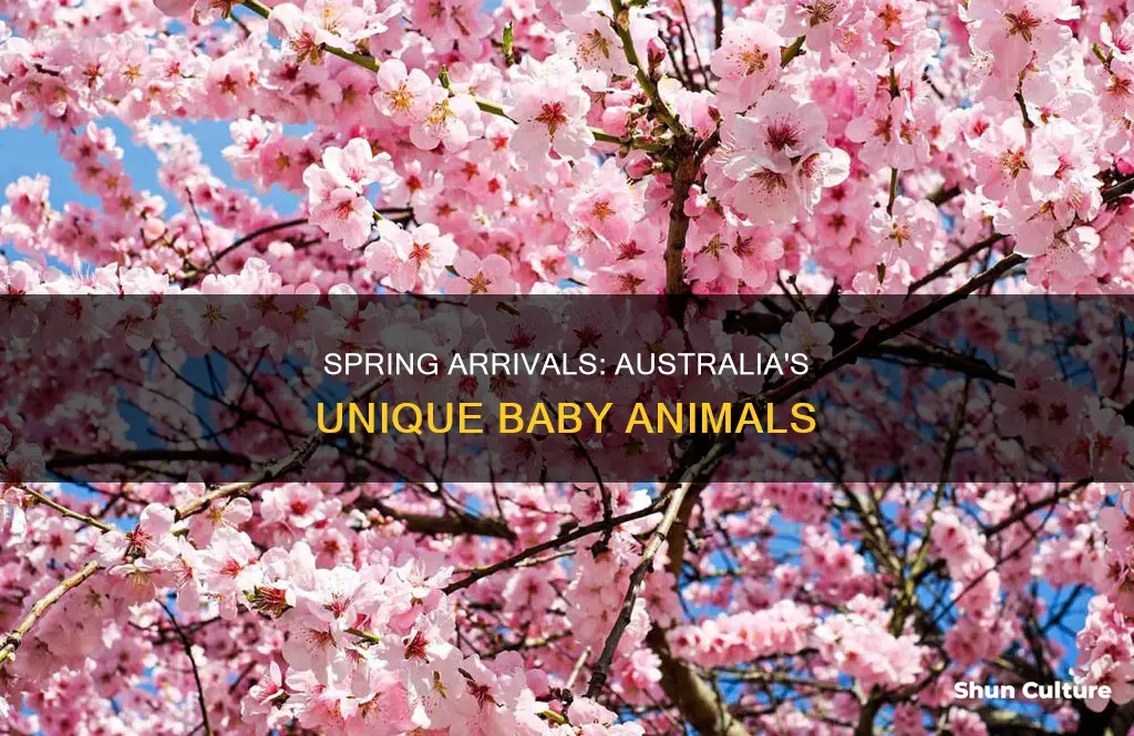 what animals are born in spring in australia
