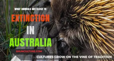Protecting Australia's Endangered Wildlife: A Race Against Time