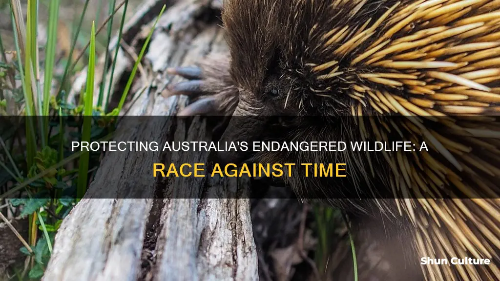 what animals are close to extinction in australia