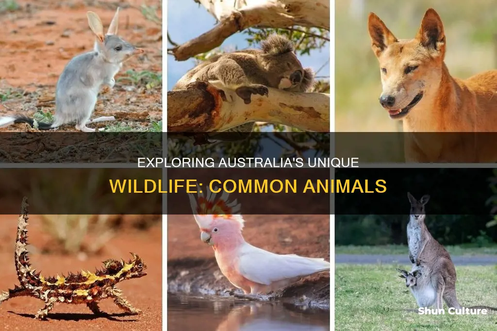 what animals are common in australia