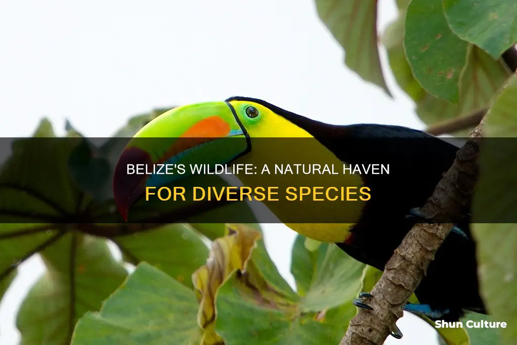 what animals are common in belize