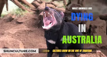 Australian Wildlife Crisis: Animals at Risk