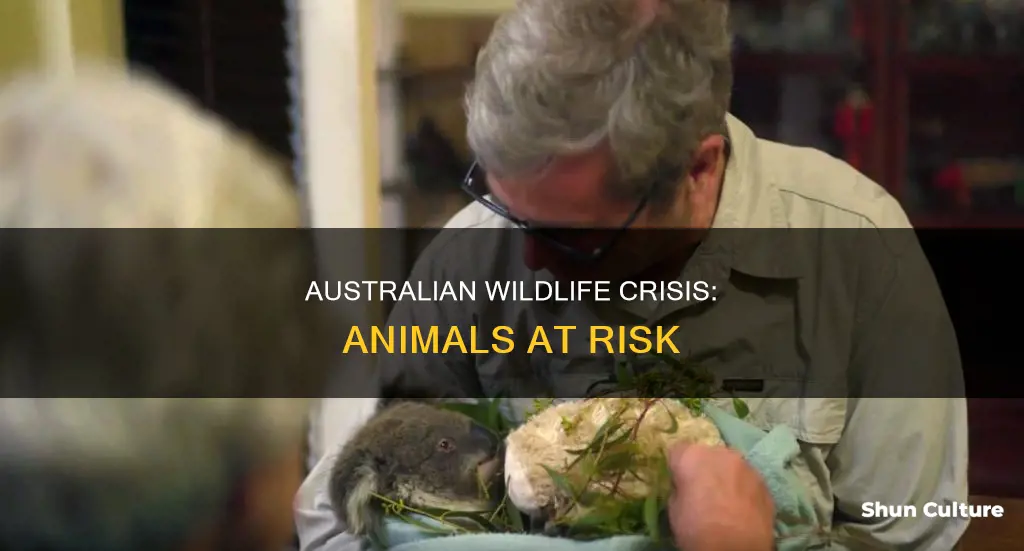 what animals are dying in australia