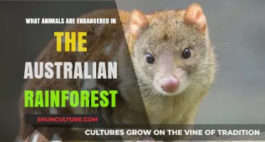 Protecting Australia's Rainforest: Which Animals Are Endangered?