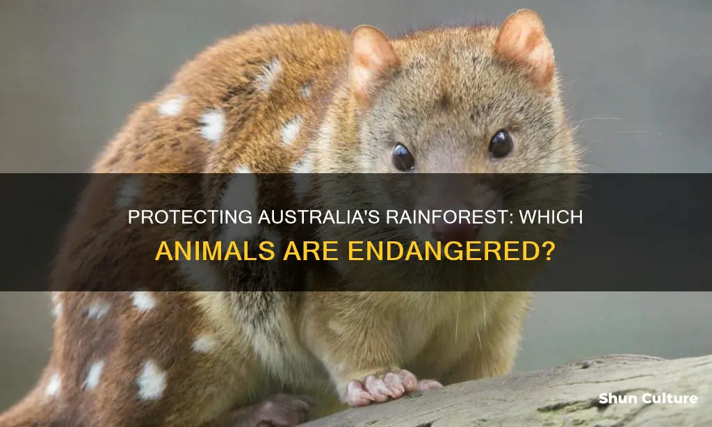 what animals are endangered in the australian rainforest