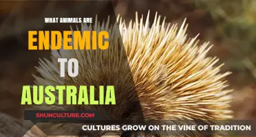Australian Wildlife: Unique Animals Found Nowhere Else