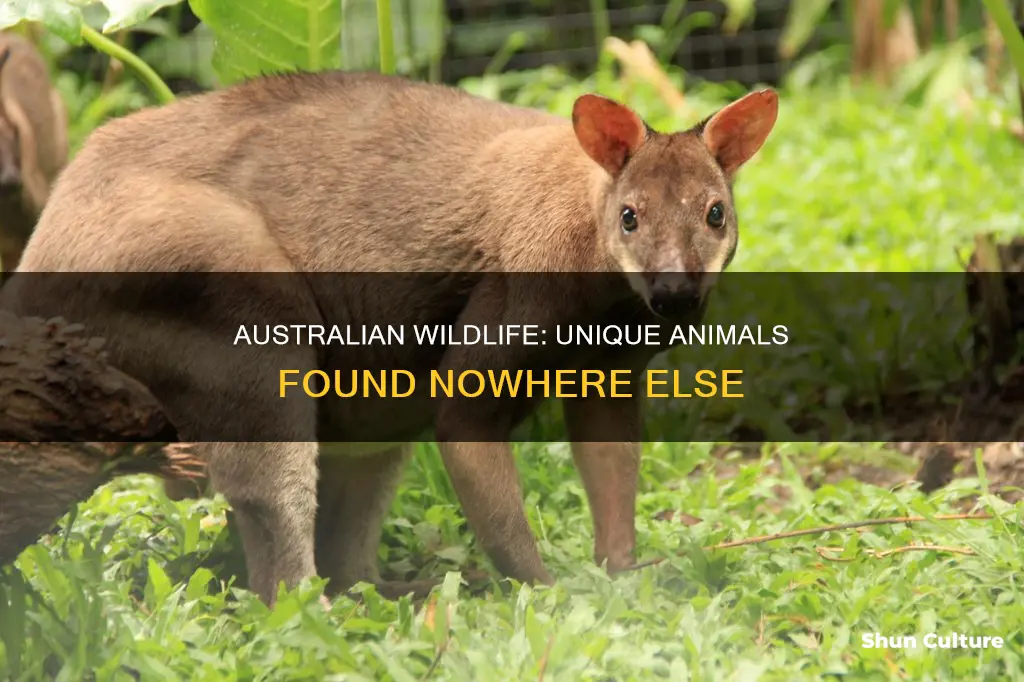 what animals are endemic to australia