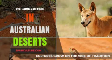 Exploring Australia's Unique Desert Wildlife
