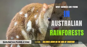 Exploring Australia's Rainforest Wildlife