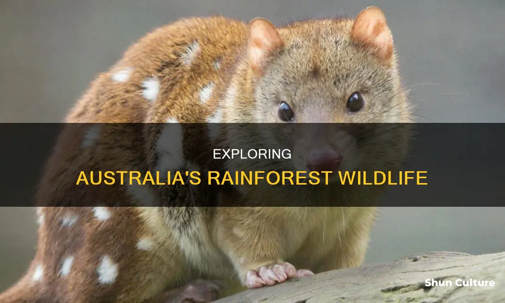 what animals are found in australian rainforests