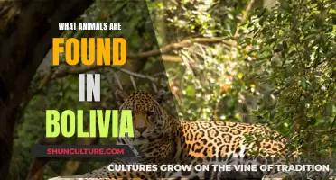 Exploring Bolivia's Wildlife: Animals in Their Natural Habitat