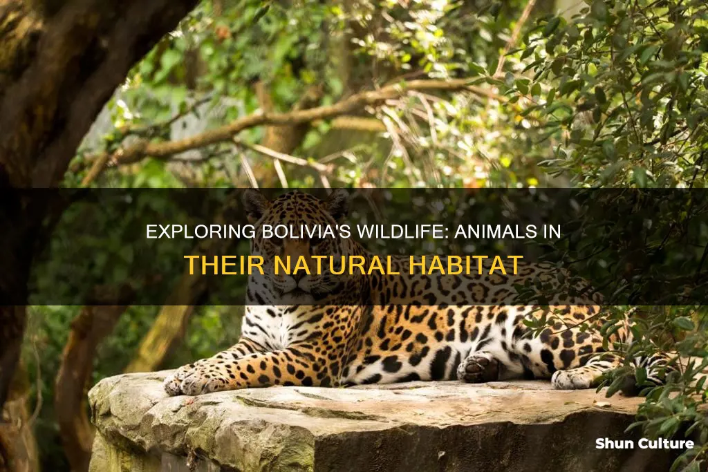 what animals are found in bolivia