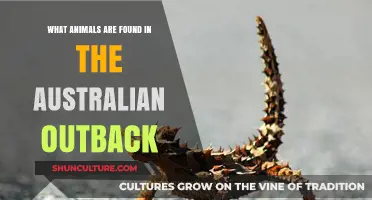 Exploring the Unique Wildlife of Australia's Outback