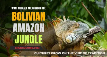 Exploring the Wildlife Diversity in Bolivia's Amazon Jungle