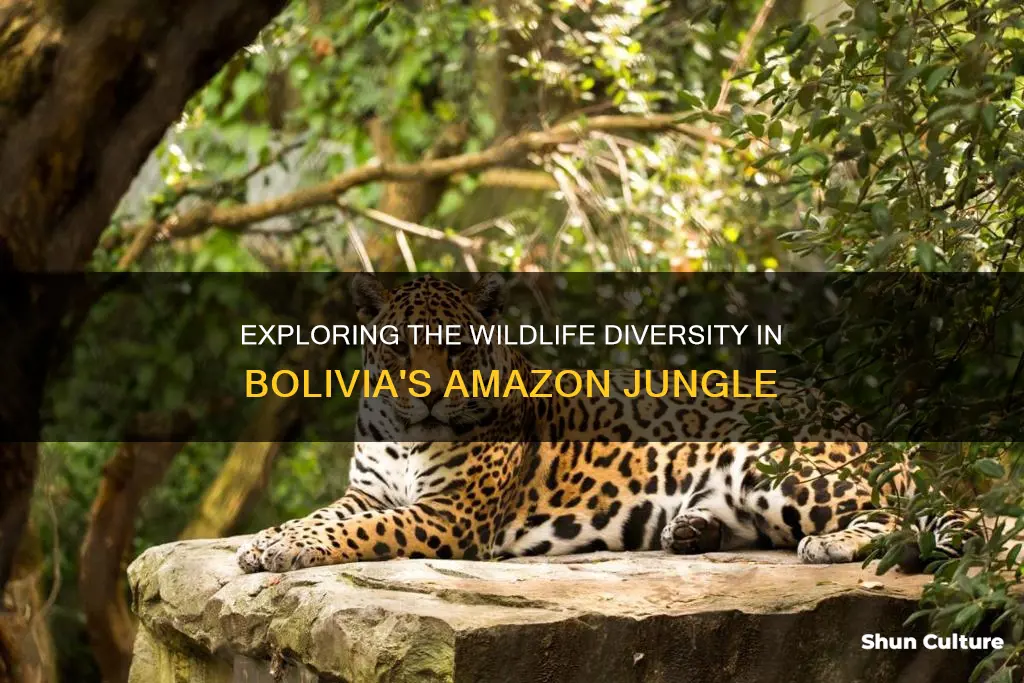 what animals are found in the bolivian amazon jungle