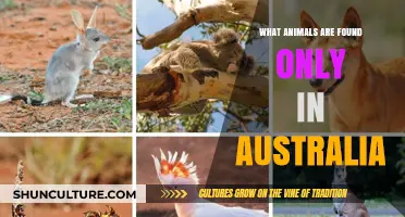 Unique Australian Wildlife: Animals Found Only There