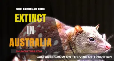 Australia’s Vanishing Wildlife: Species on the Brink of Extinction