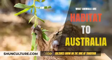 Australian Wildlife: Unique Habitat Animals