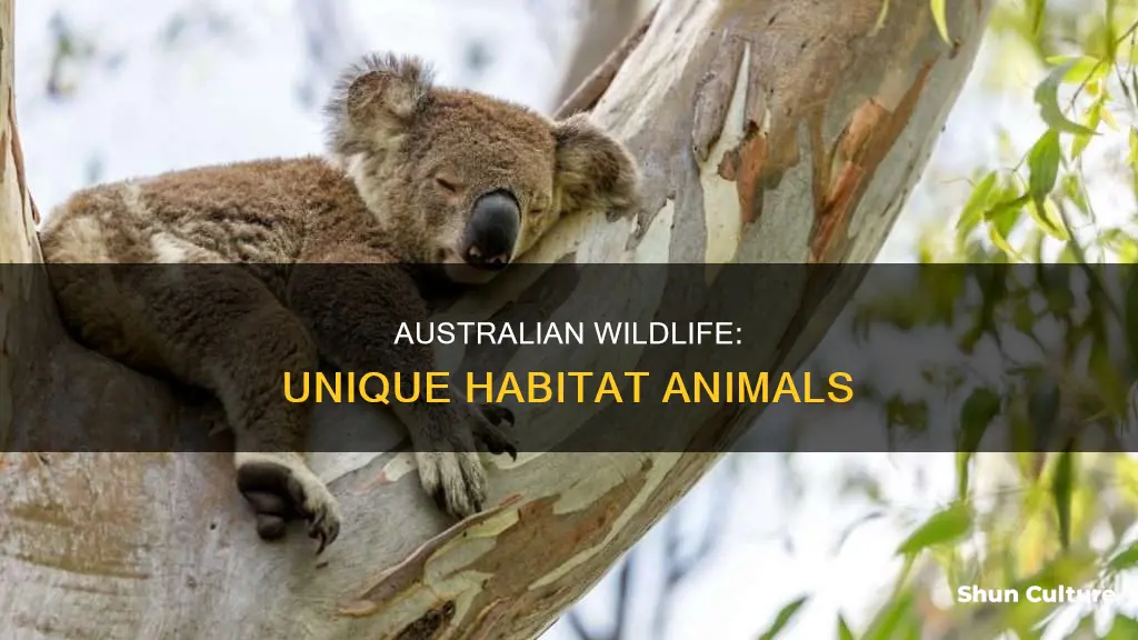 what animals are habitat to australia