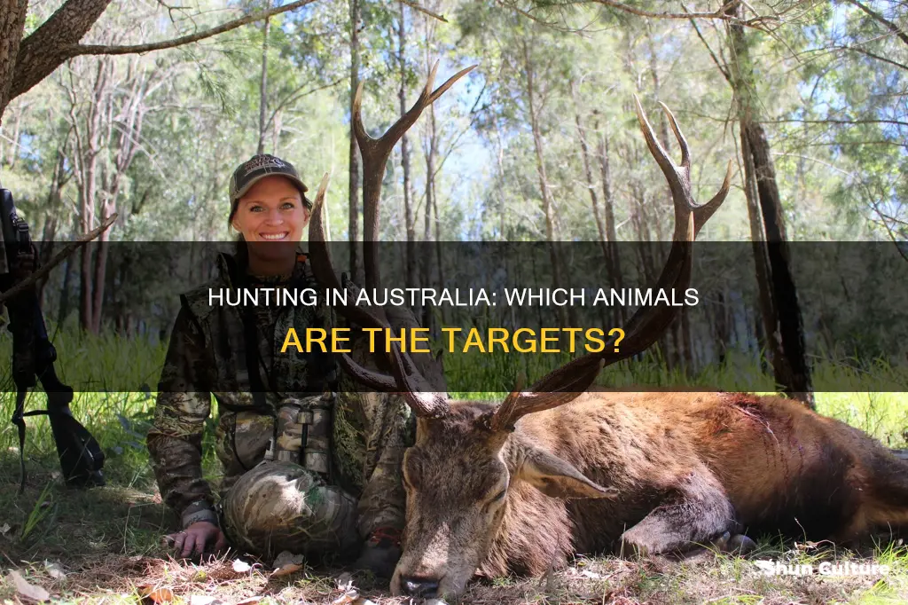 what animals are hunted in australia