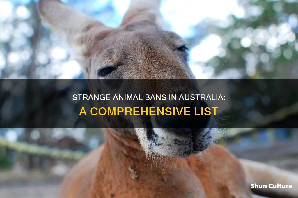what animals are illegal in australia