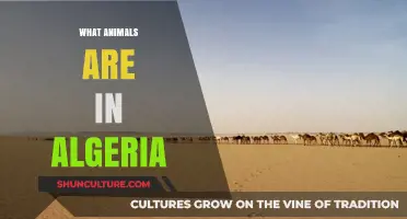 Discovering Algeria's Wildlife: A Guide to Its Diverse Animal Species