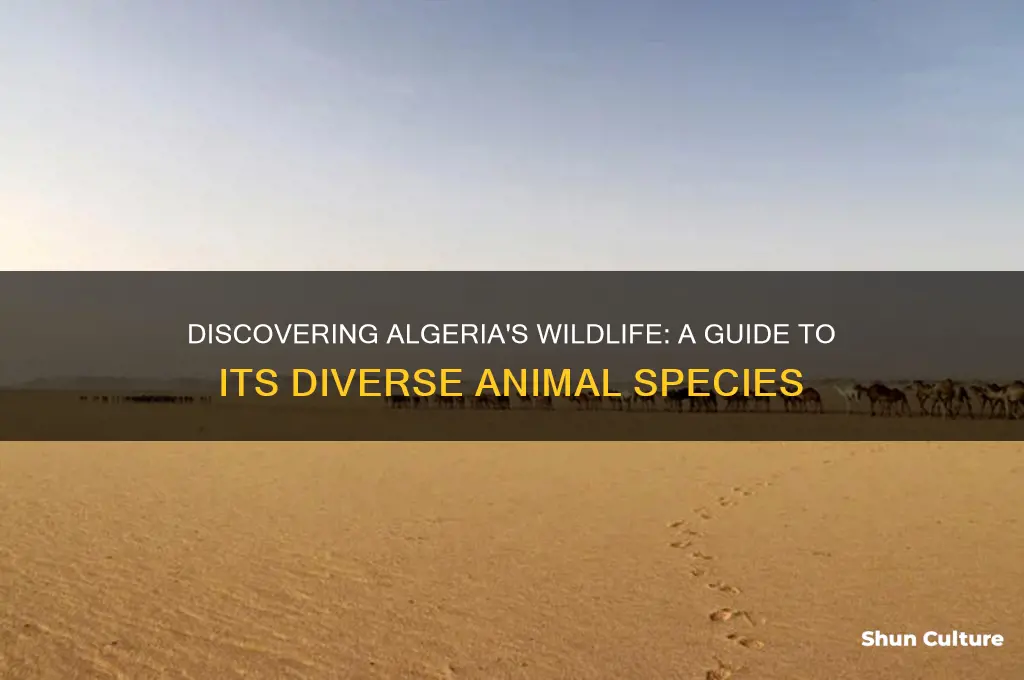 what animals are in algeria