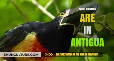 Discover Antigua's Wildlife: Exploring the Island's Unique Animal Species