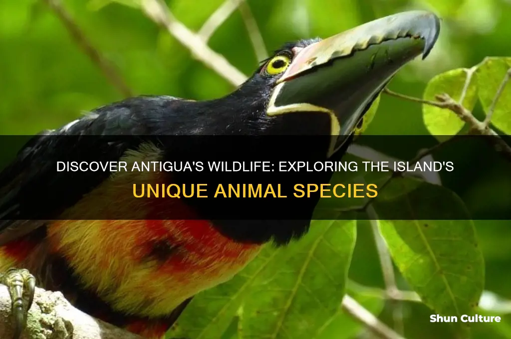 what animals are in antigua